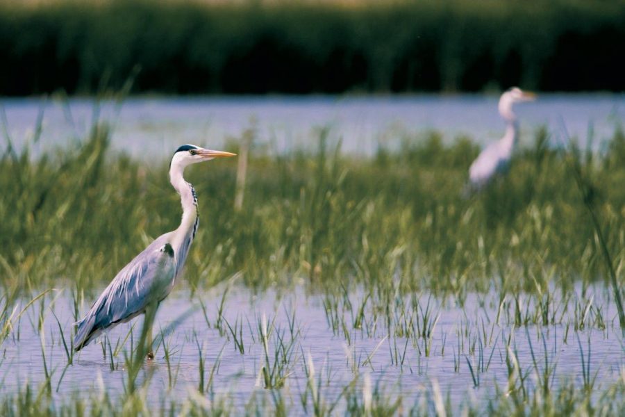 Près de Lyon. Le Parc des Oiseaux recrute des mécènes, amoureux de sa nature